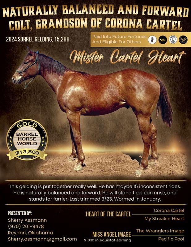 Gold Barrel Horse for sale