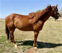 10  year old Gelding