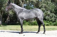 Sire