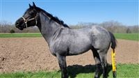 Sire