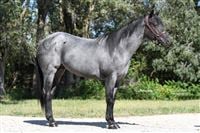 Sire