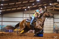 14  year old Gelding