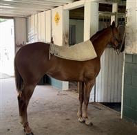 yearling