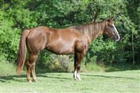 6  year old Mare