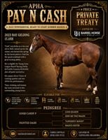 3  year old Gelding