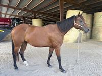 Select Year  year old Mare