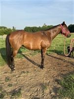 6  year old Gelding