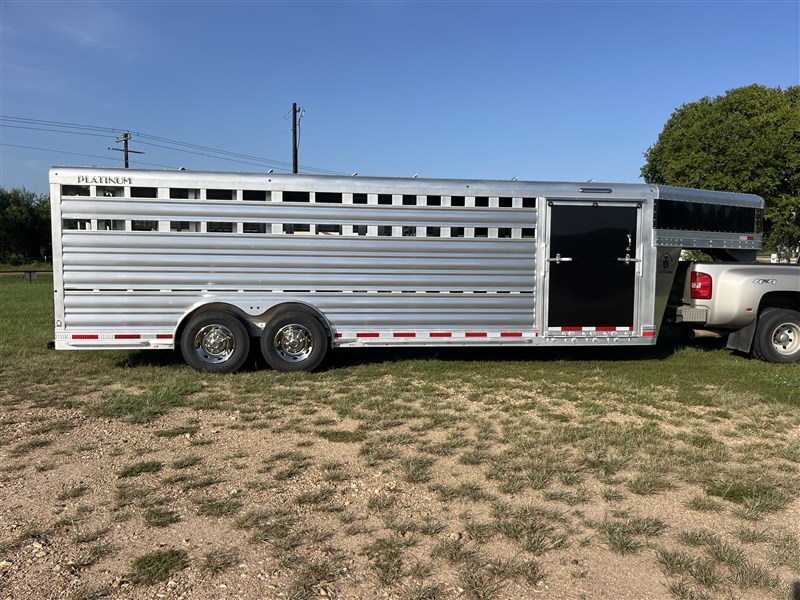 2027 Platinum Show cattle