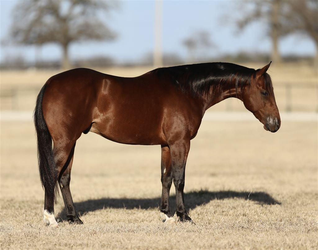 The Select Online Sale - Selling 70+ Horses + Embryos