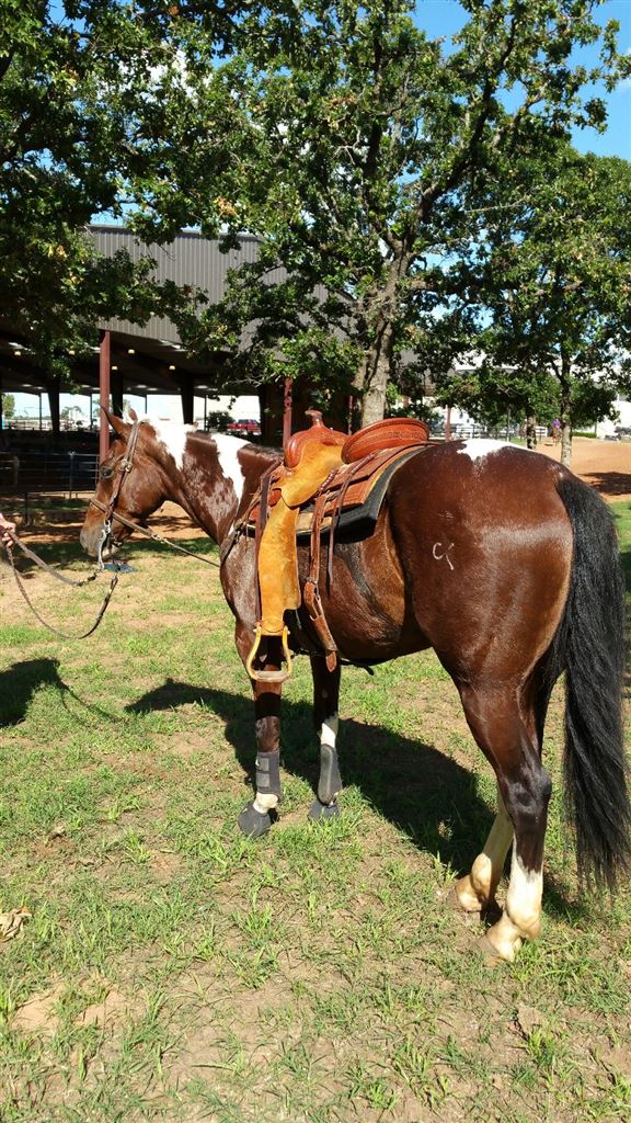 APHA SHOOTING HORSE